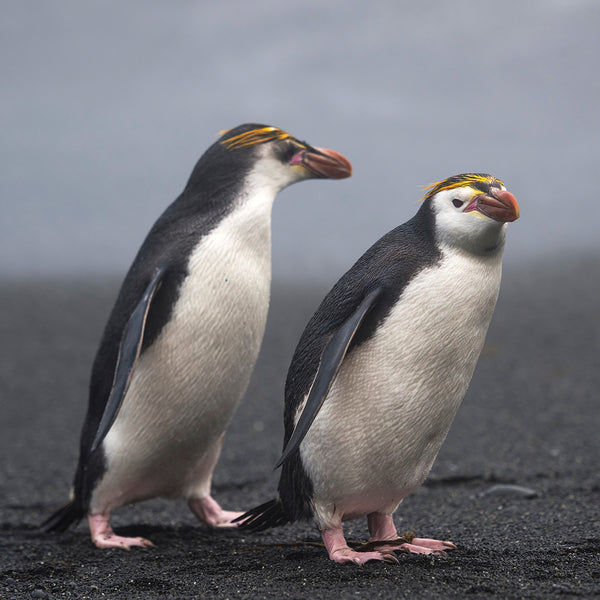 Royal Penguins 02