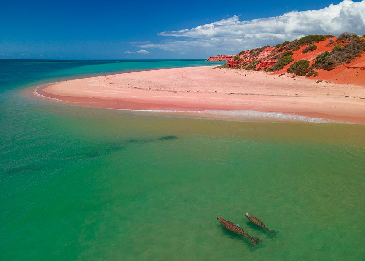 Shark Bay Francois Peron NP Dugongs, WA