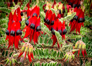 Sturts Desert Pea