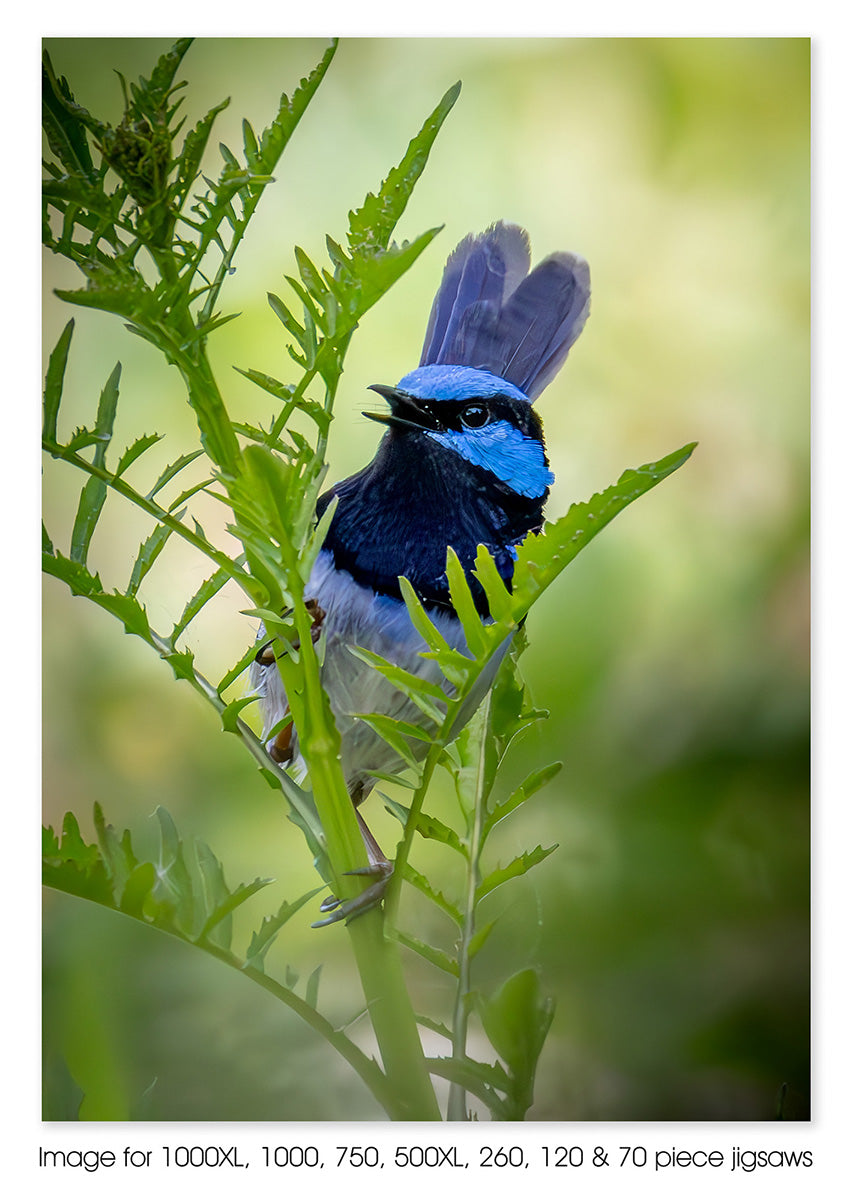 Superb Fairy-Wren