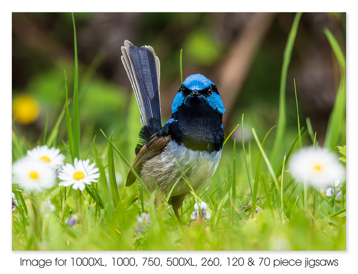 Superb Fairy-wren - Walhalla VIC