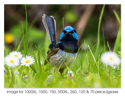 Superb Fairy-wren - Walhalla VIC