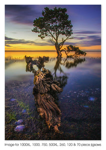 Tenby Tree