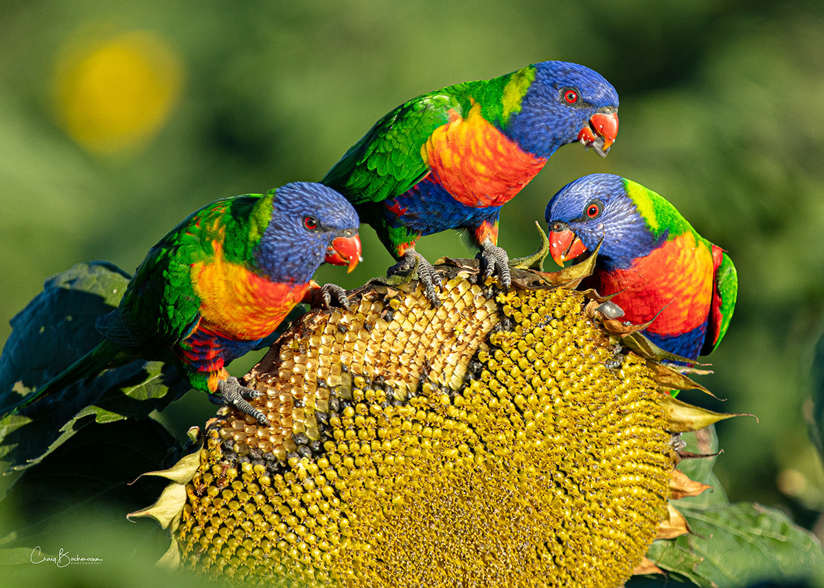 Triple Rainbow Treat - Darling Downs QLD