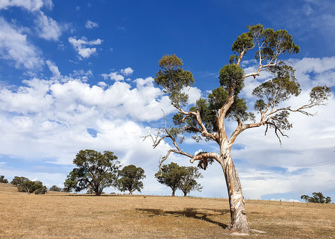 Tree of Life, Mandurama NSW