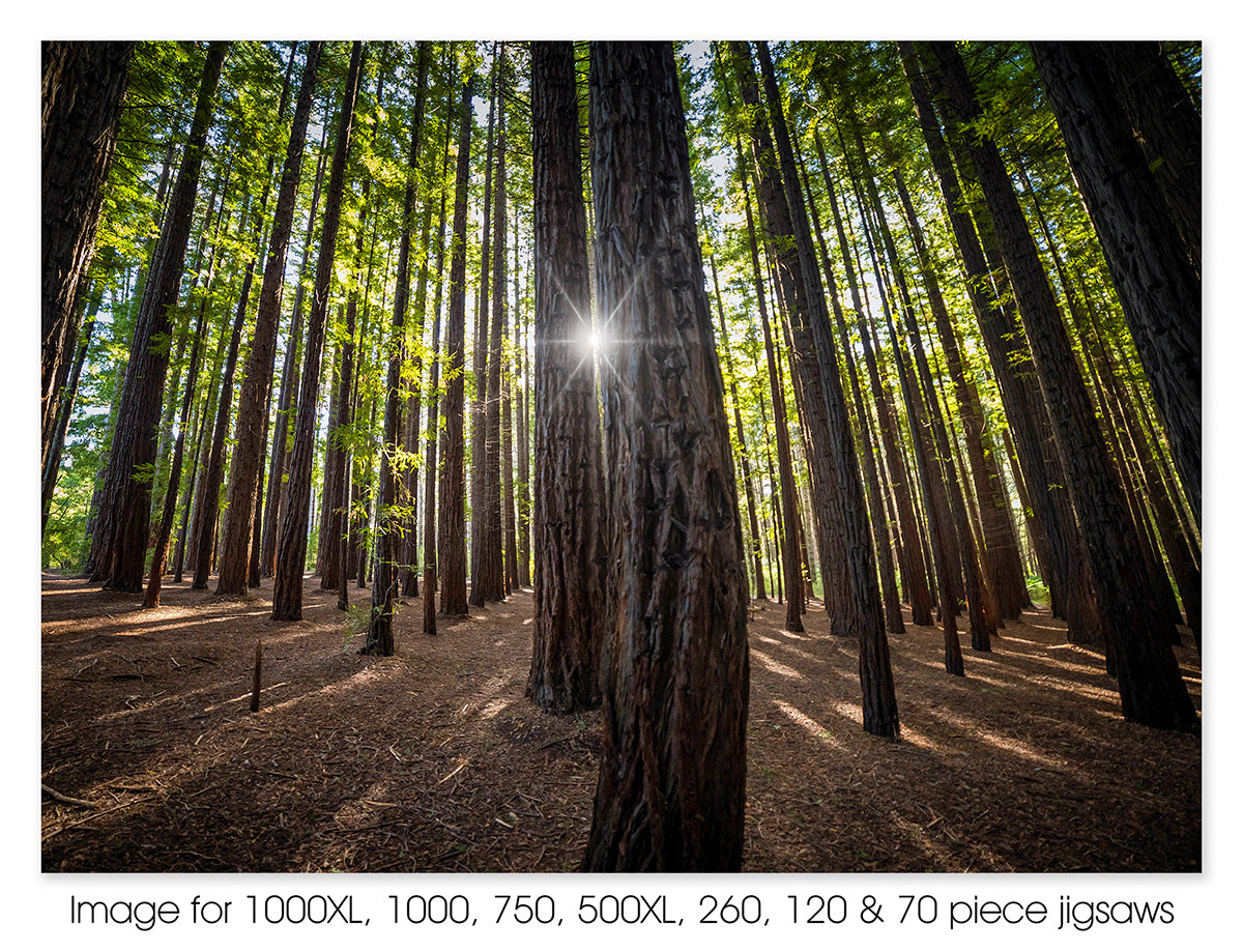 Warburton Redwood Forest Sunlight II