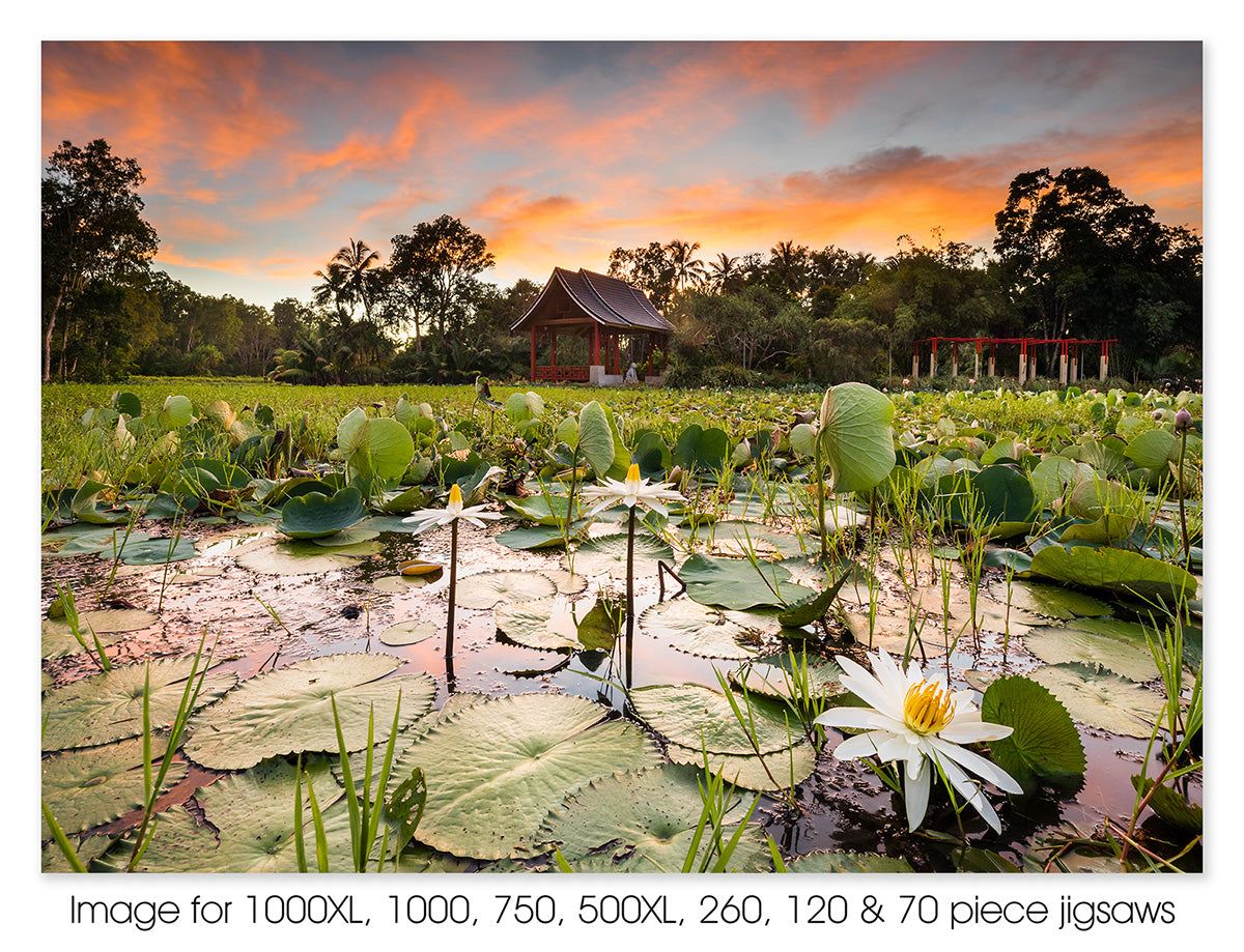 Water lily sunrise. Centenary Lakes, Cairns, QLD