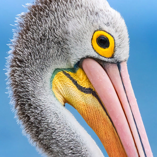Pelican Colours