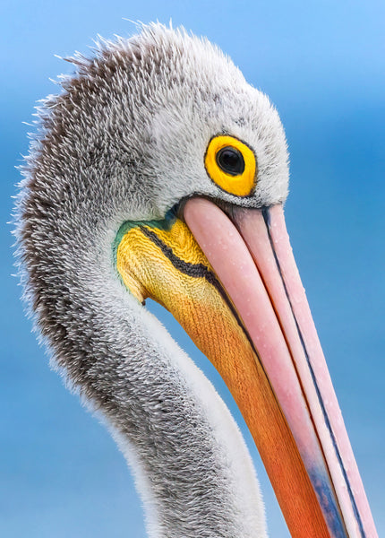 Pelican Colours