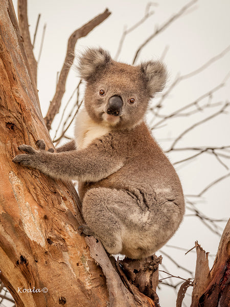 Wild Koala - Portland Victoria
