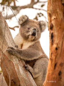 Wild Koala 01