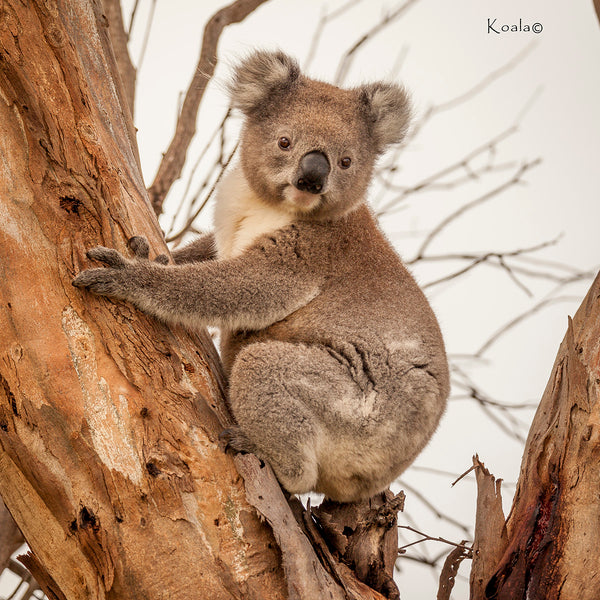 Wild Koala 02