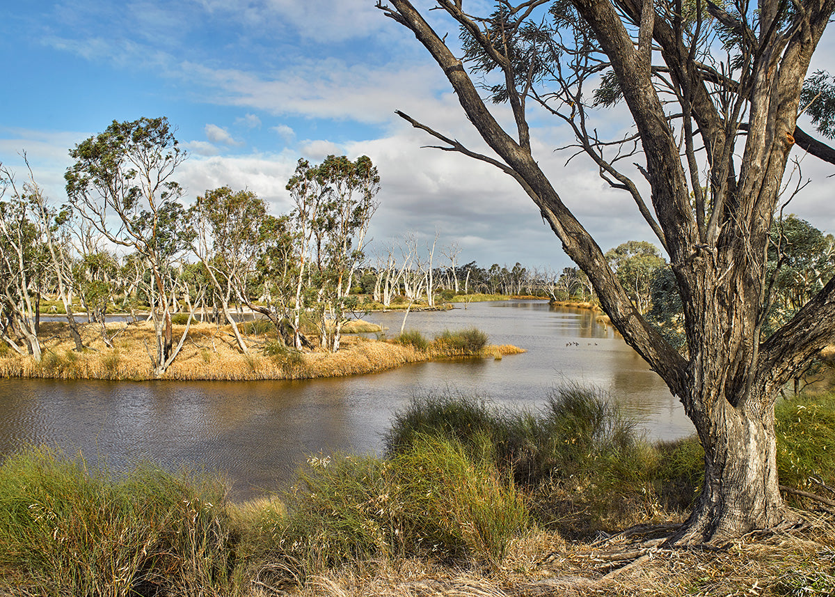 Wimmera River, Jeparit 02