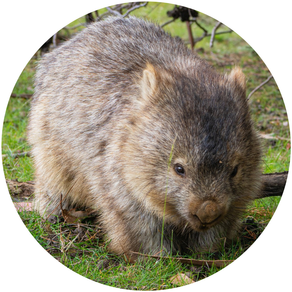 Wombat, Maria Island – Jigsaw Gallery