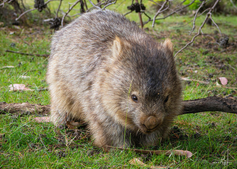 Wombat, Maria Island