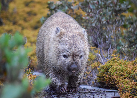 Wombat, Tasmania
