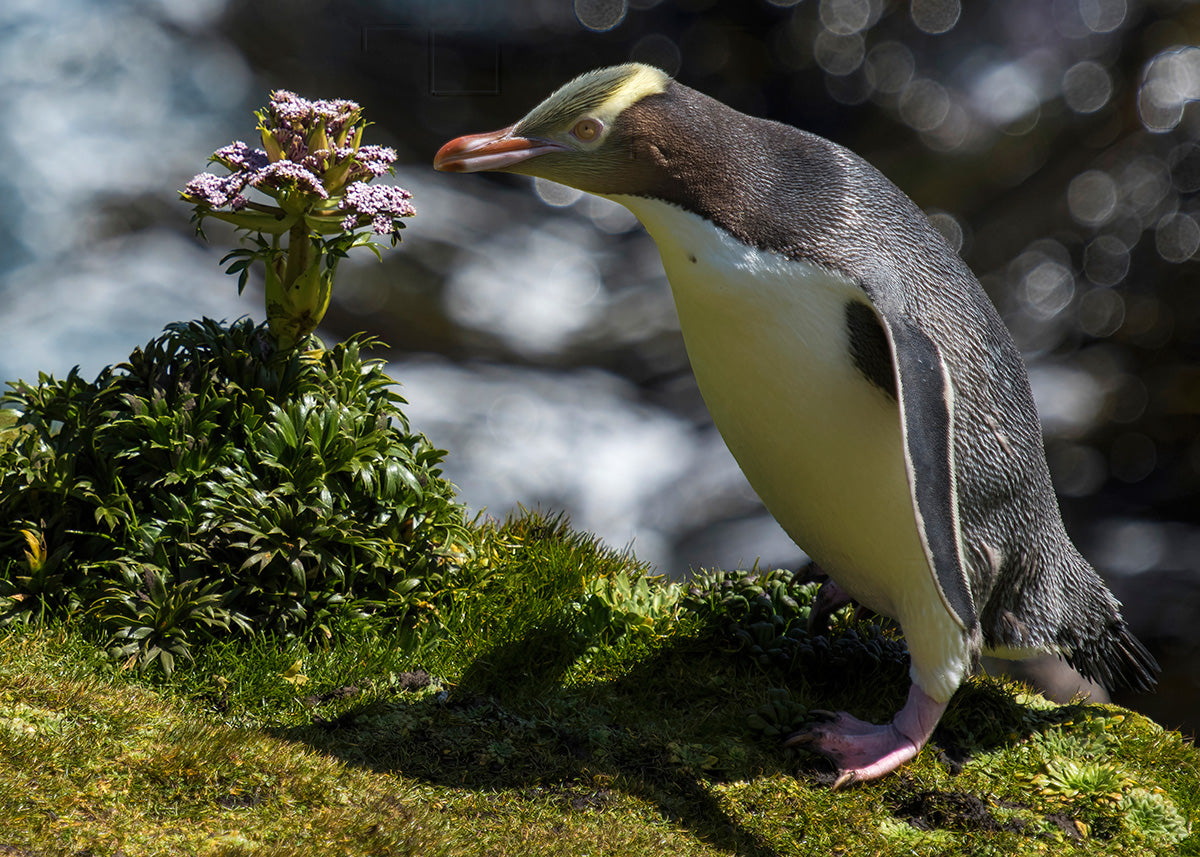 Yellow-eyed Penguin