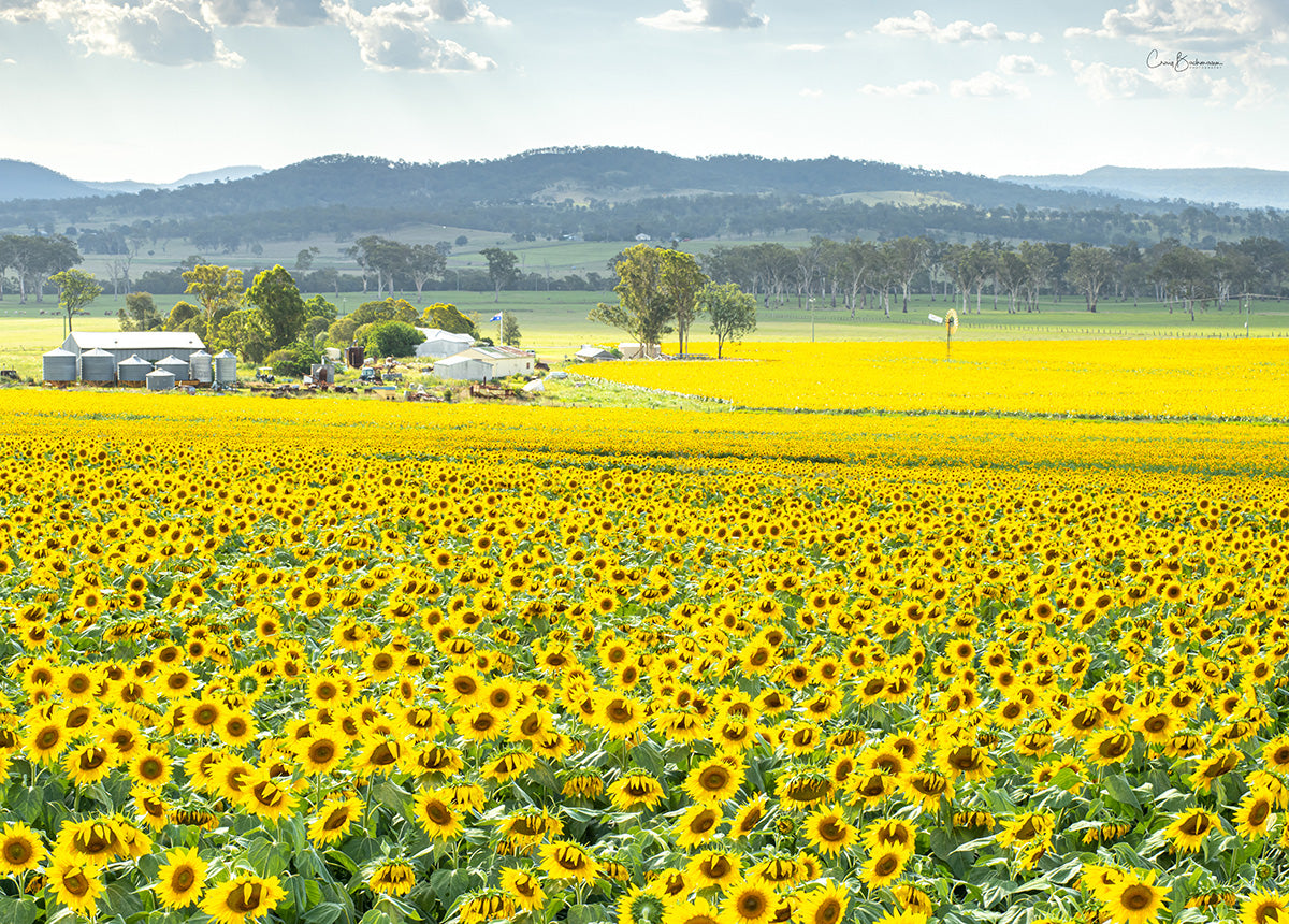 Aussie Field - Scenic Rim QLD