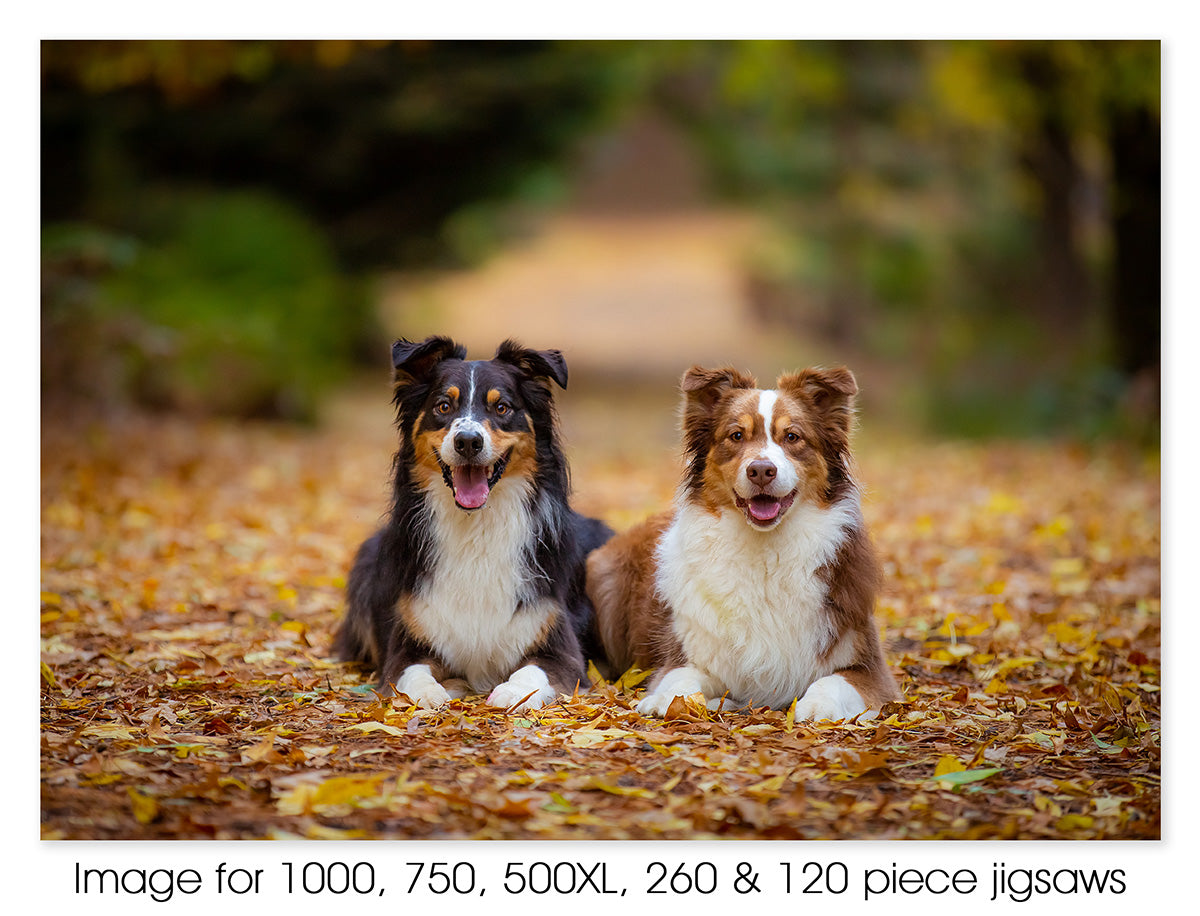 Australian Shepherds - Blaze & Comet 01