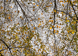 Autumn Leaves No 2