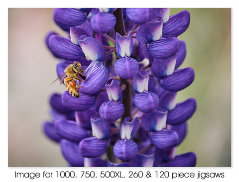 Bee on Lupin, Lake Wanaka NZ
