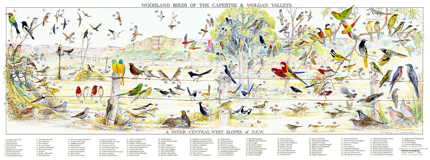 Birds of Capertee & Wolgan Valleys
