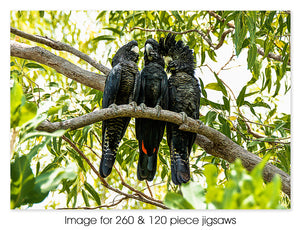 Black Cockatoos, NT