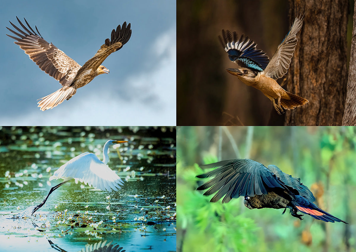 Blue-winged Kookaburra, Red-tailed Black Cockatoo, Egret & Whistling Kite, Kakadu NT