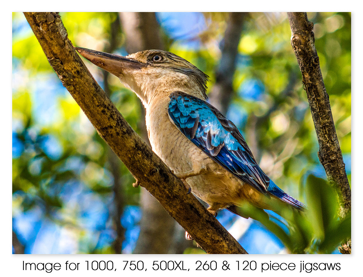 Blue Winged Kookaburra, NT