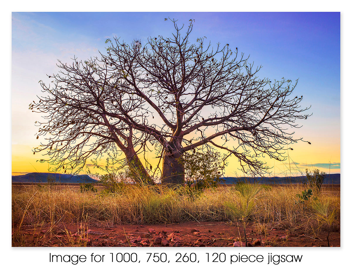 Boab Tree – The Kimberleys WA