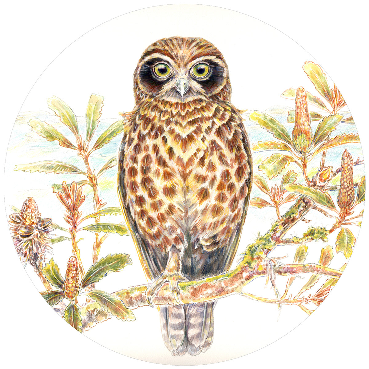 Boobook Owl & Banksias