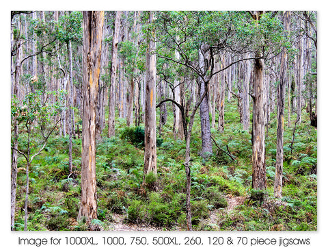 Boranup Karri Forest - Augusta-Margaret River WA