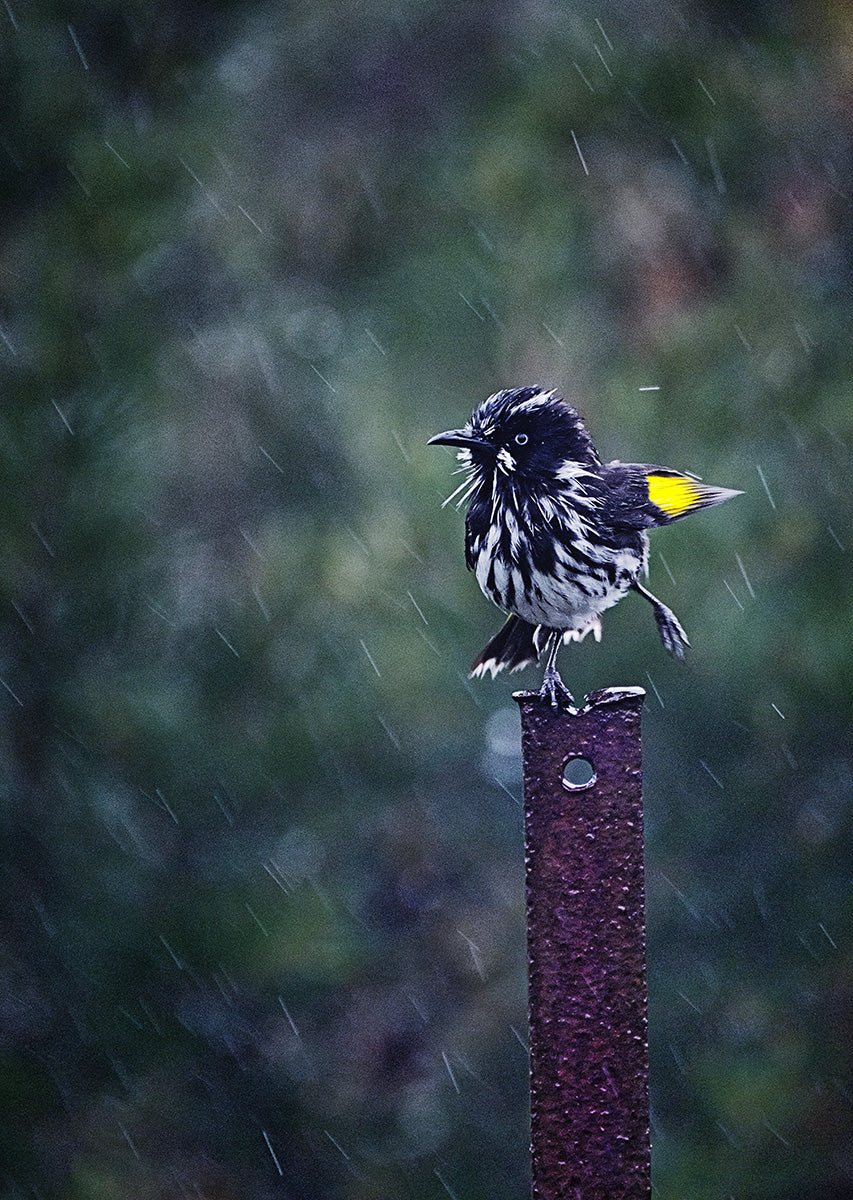 Caught in the rain