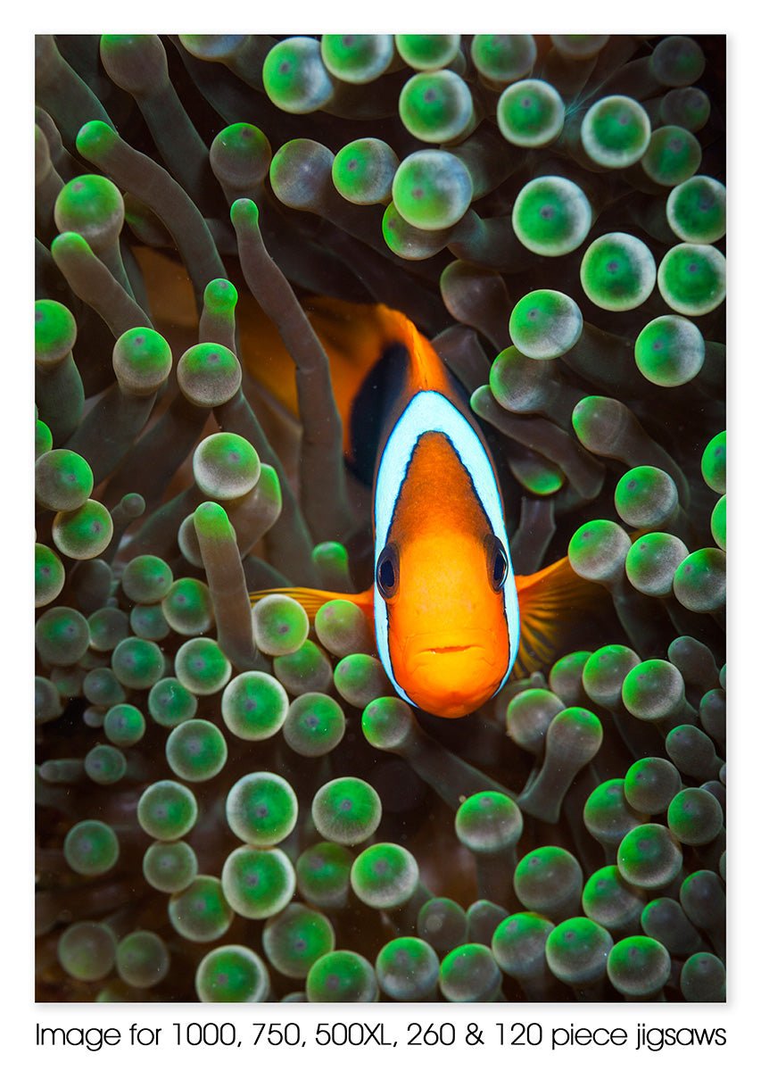 Clownfish 01, Great Barrier Reef QLD