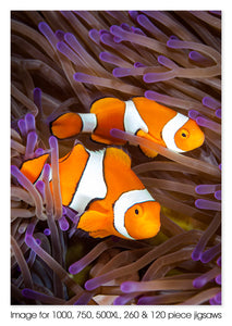 Clownfish 02, Great Barrier Reef QLD