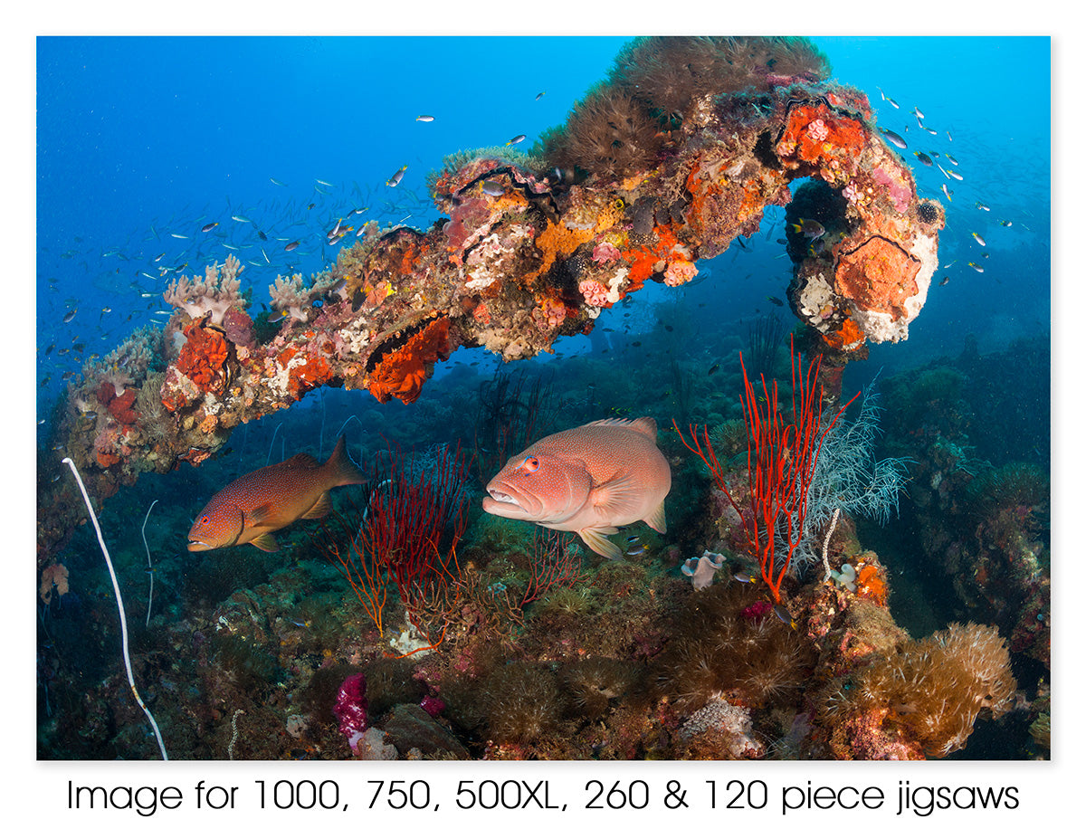 Coral trout at SS Yongala, Alva Beach, Great Barrier Reef QLD