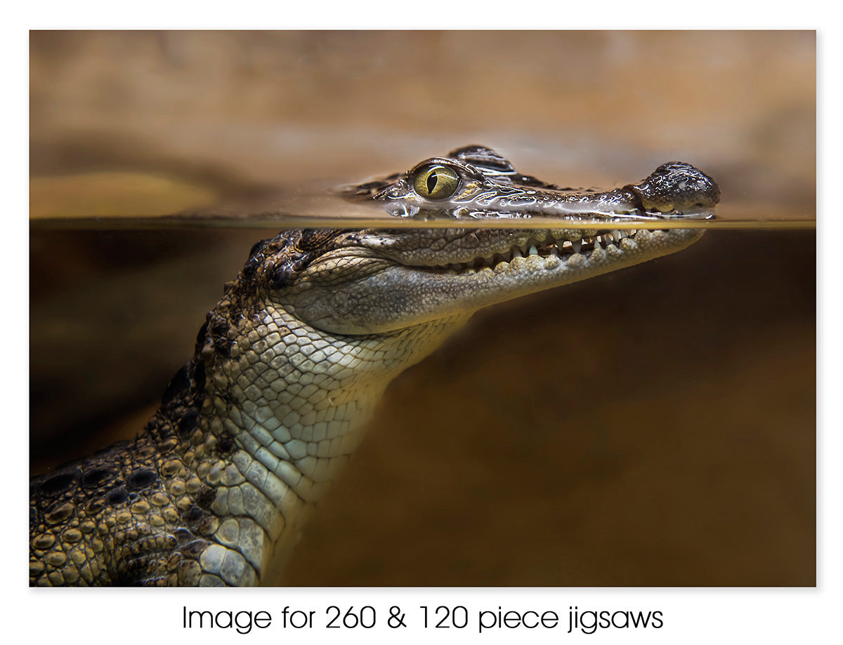 Crocodylus, Darwin NT
