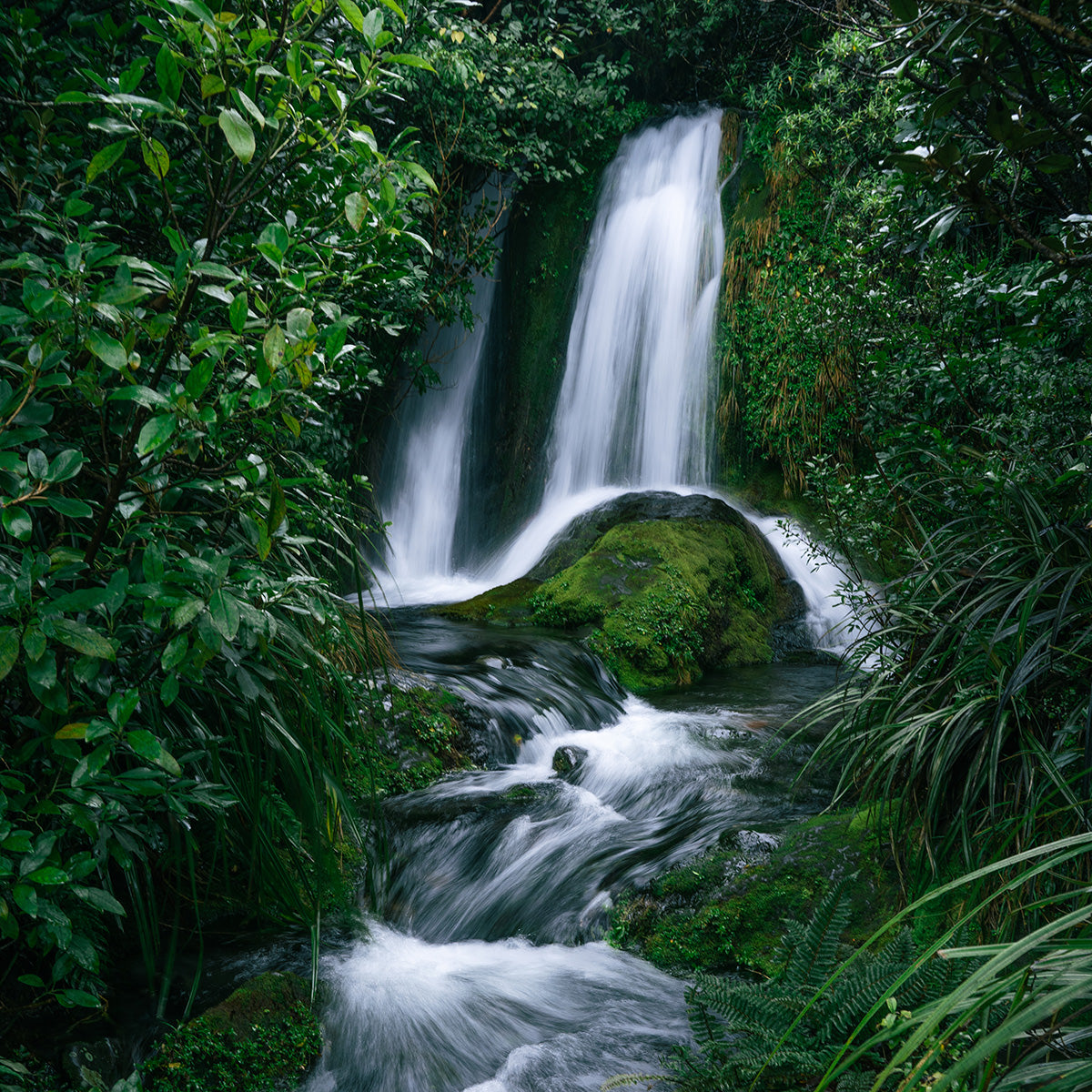 Understorey Cascade