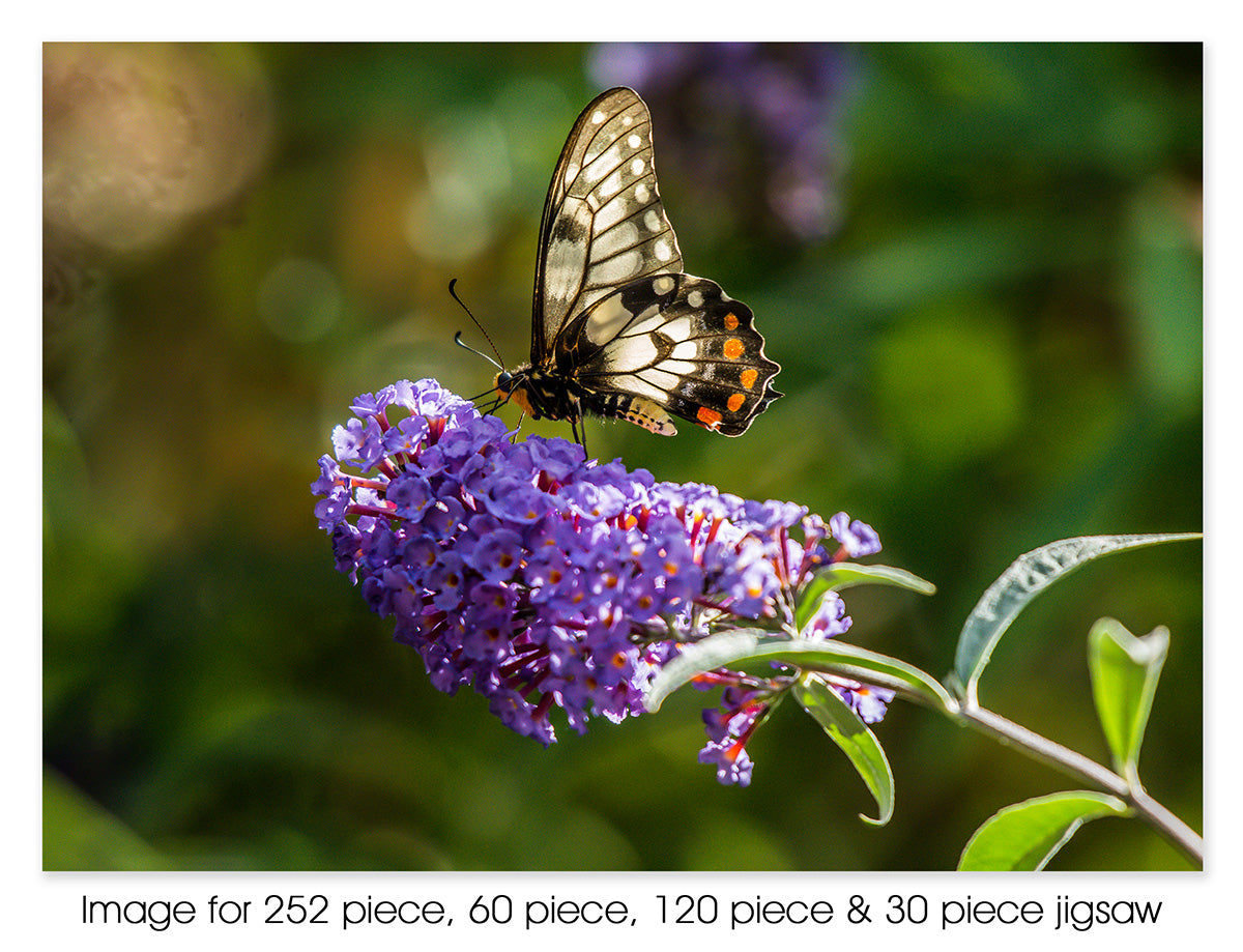 Dainty Swallowtail