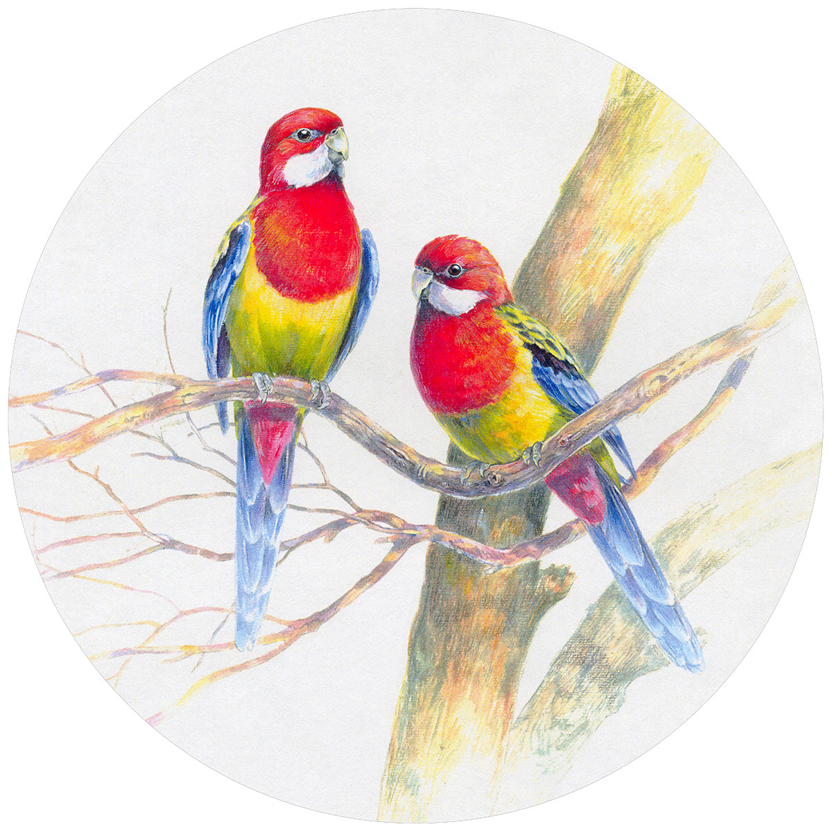 Eastern Rosellas