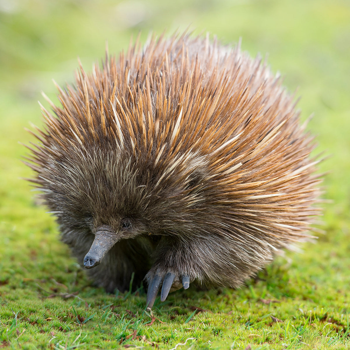 Echidna – Jigsaw Gallery