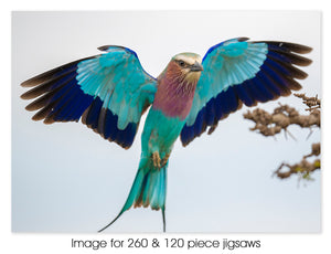 Flying Lilac-breasted Roller