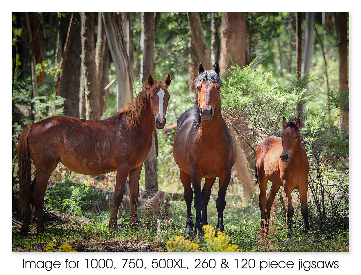 Forest brumbies, Maragle Forest NSW