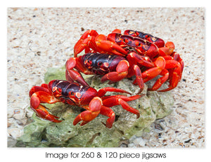 Four Red Crabs in a row, Christmas Island