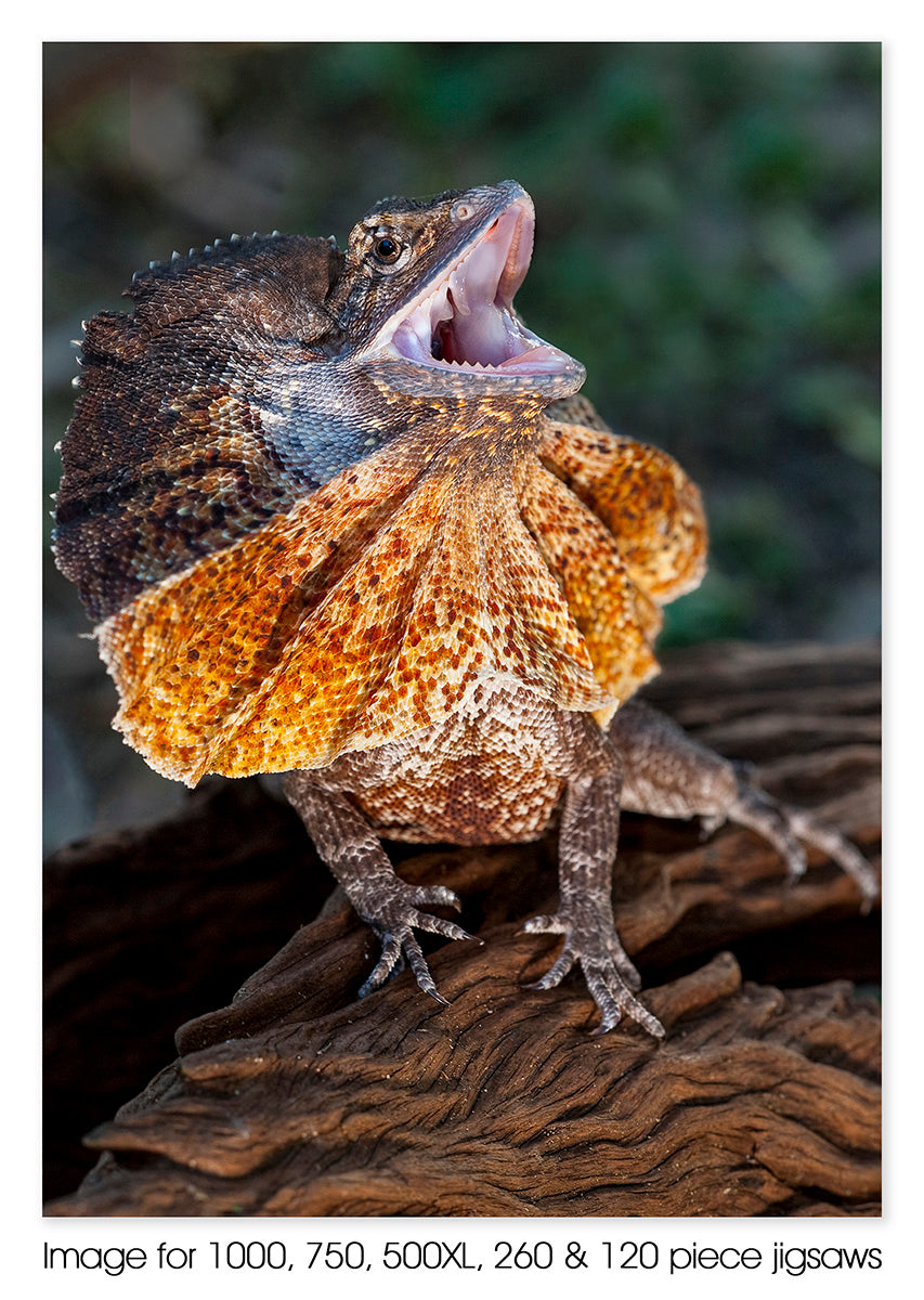 Frilled-necked Lizard – Jigsaw Gallery