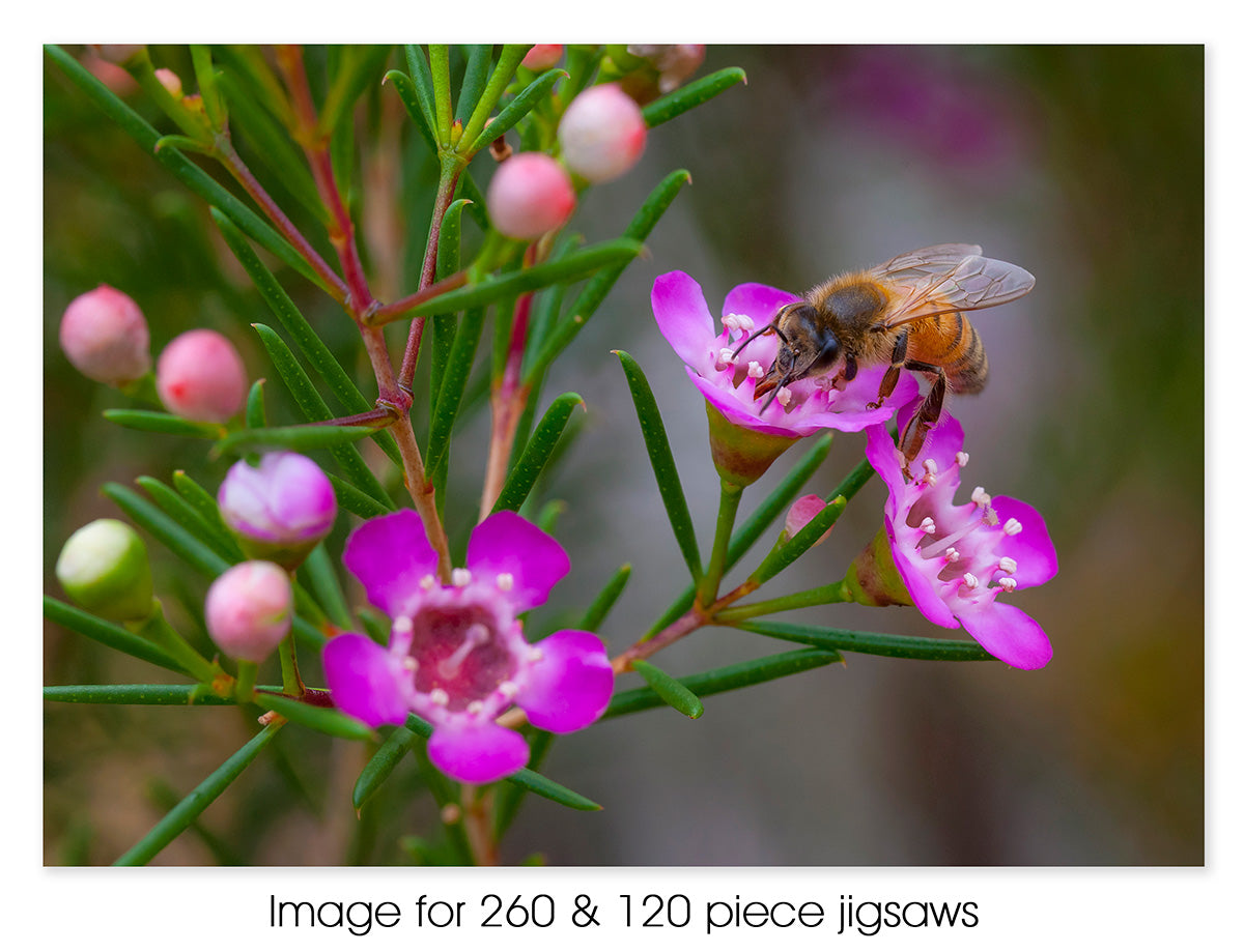 Geraldton Wax with Bee, Kalbarri WA
