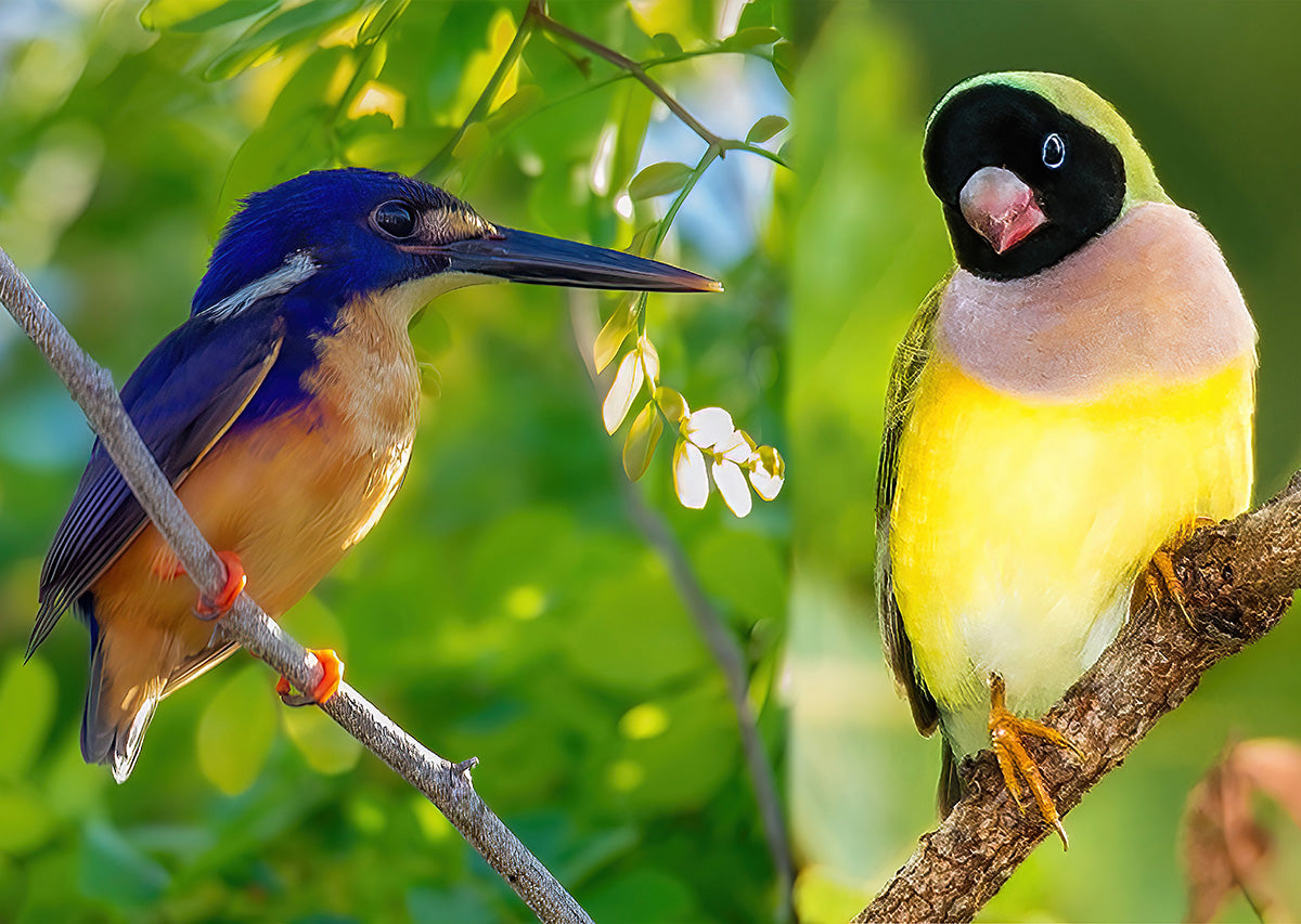 Gouldian Finch & Azure Kingfisher, Kakadu NT – Jigsaw Gallery
