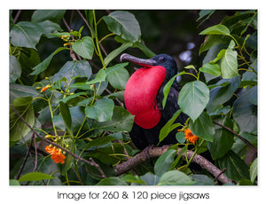 Great Frigatebird Male, Christmas Island