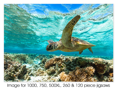 Green sea turtle 01, Lady Elliot Island. Great Barrier Reef Marine Park QLD