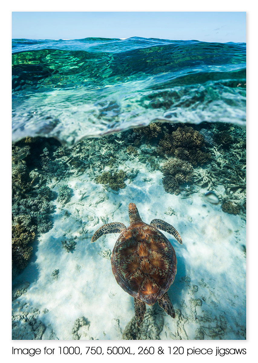 Green sea turtle 05, Mackay Reef, Great Barrier Reef Marine Park. Daintree, QLD
